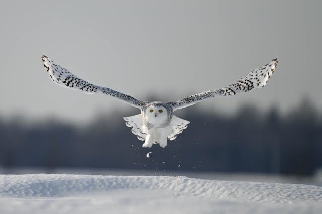 Snowy Owl Dream Meaning