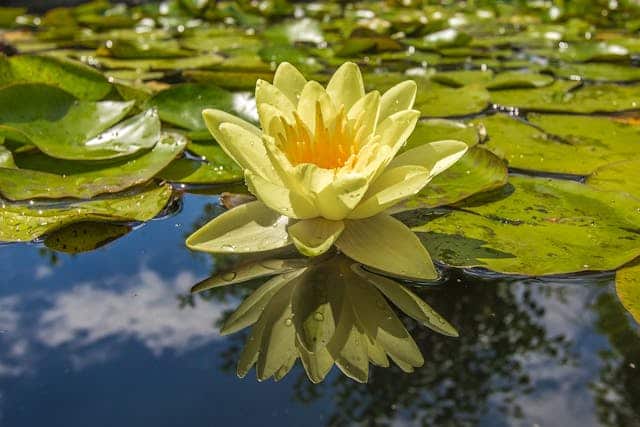 Water Lily Dream Meaning