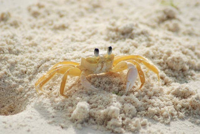 White Crab Dream Meaning