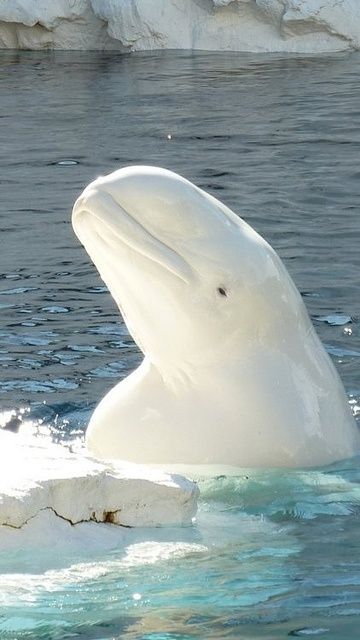 White Dolphin Dream Meaning