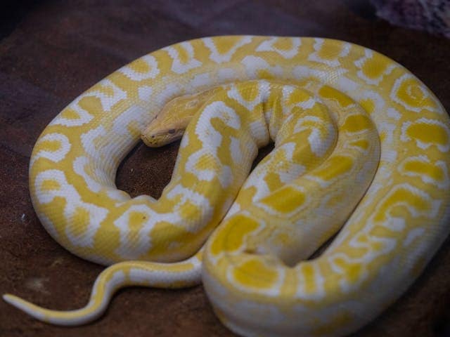 Yellow Snake Bite Dream Meaning