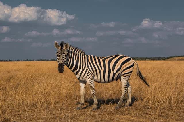 Zebra Dream Meaning