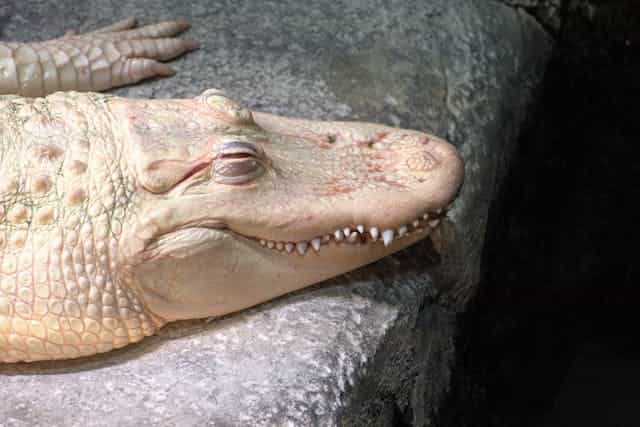 Albino Alligator Dream Meaning