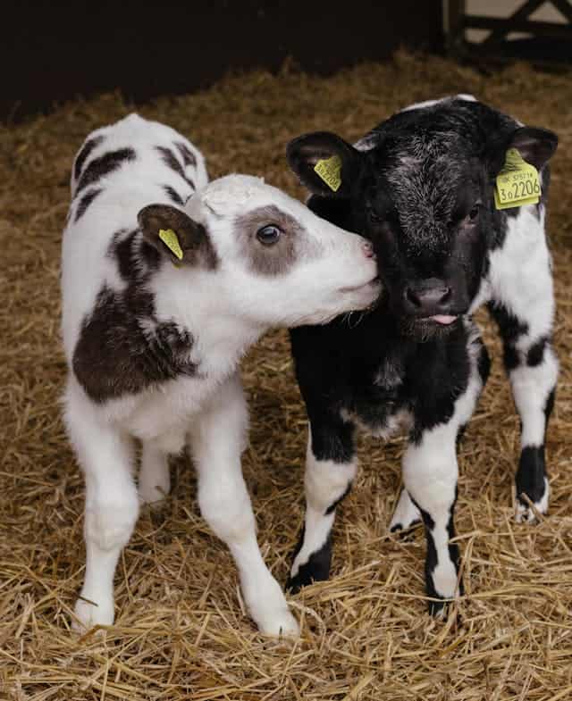 Baby Cow Dream Meaning