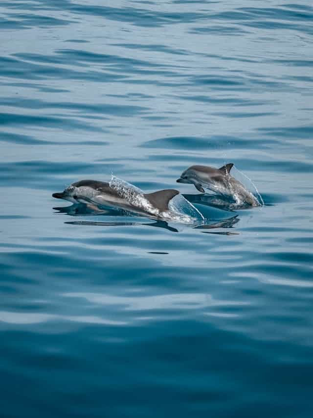 Baby Dolphin Dream Meaning