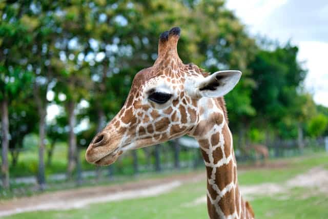 Baby Giraffe Dream Meaning