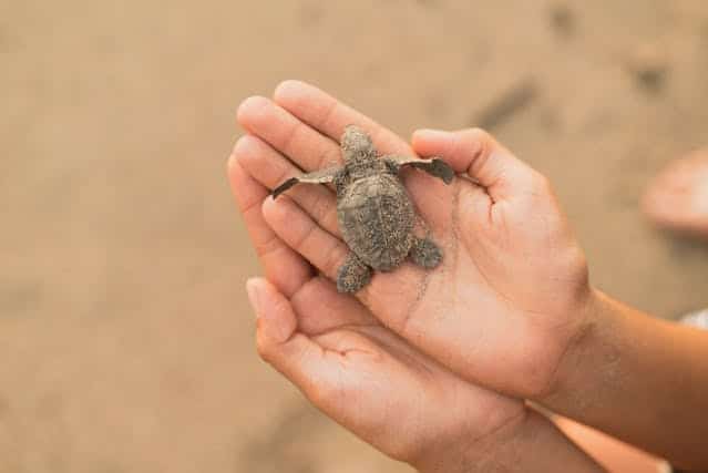 Baby Turtle Dream Meaning