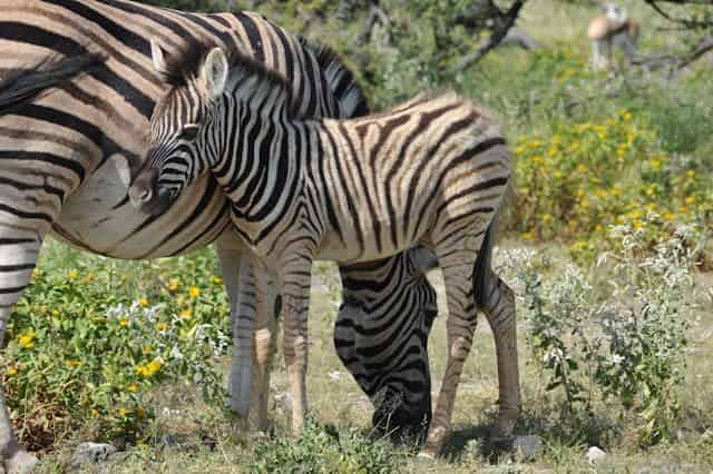 Baby Zebra Dream Meaning