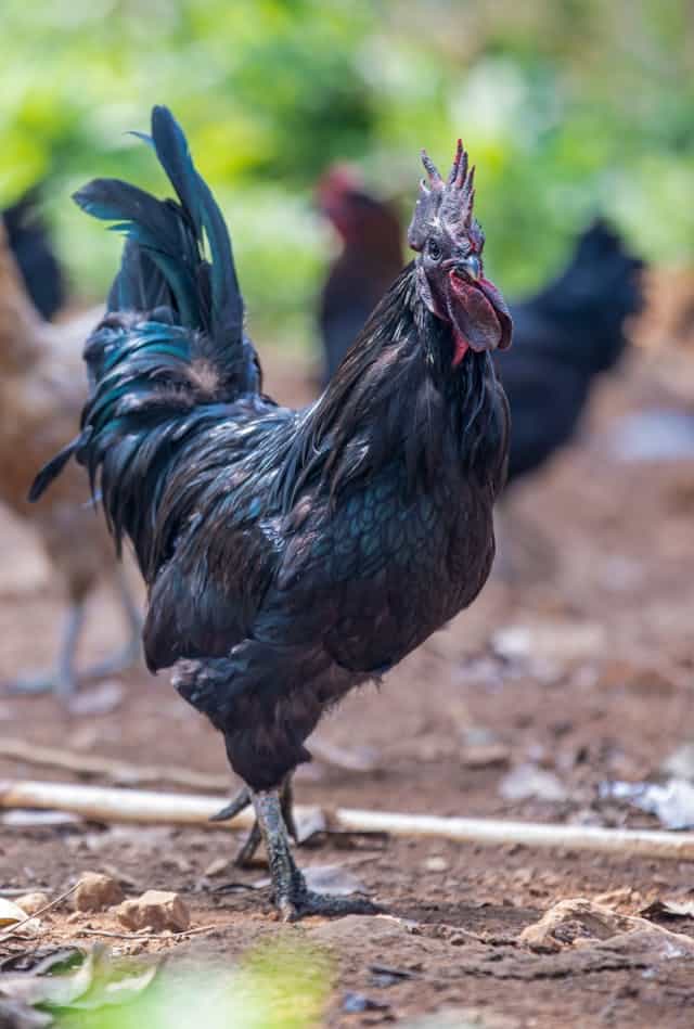 Black Rooster Dream Meaning