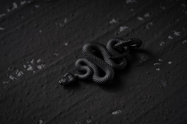 Black Snake Dream Meaning