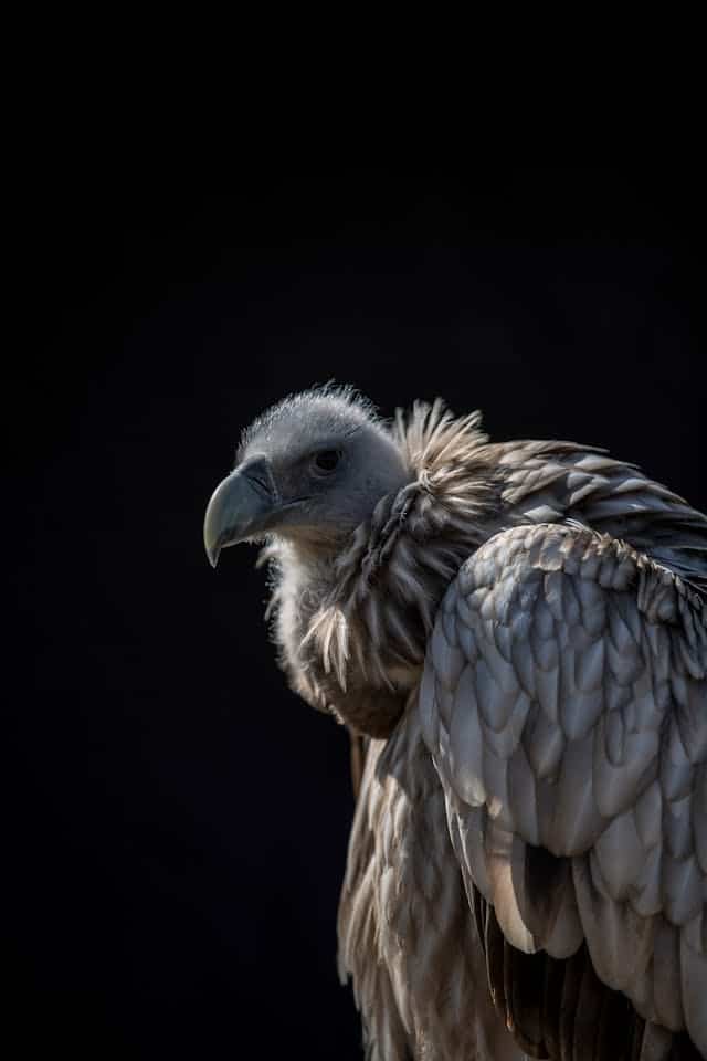 Black Vulture Dream Meaning