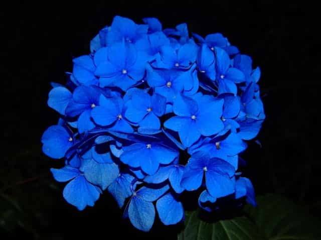 Blue Flower Dream Meaning