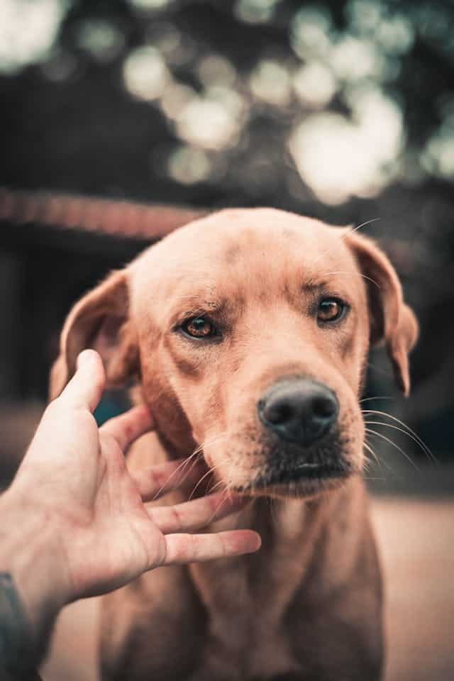 Brown Dog Dream Meaning