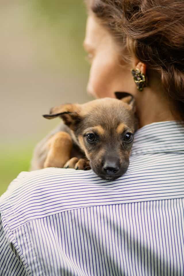 Brown Puppy Dream Meaning