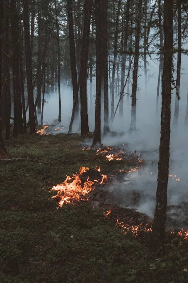 Burning Grass Dream Meaning