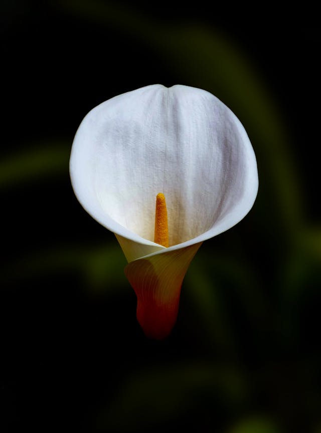 Calla Lily Dream Meaning