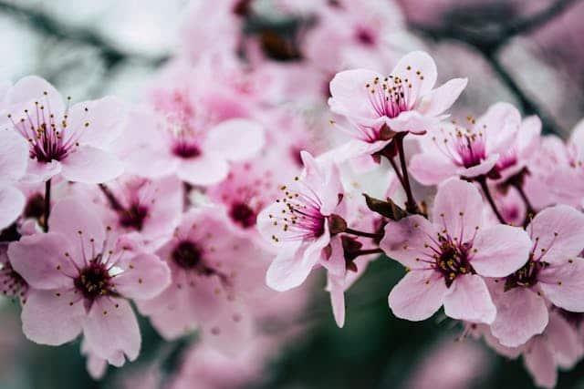 Cherry Blossom flower Dream Meaning