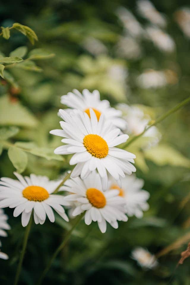 Daisy Flower Dream Meaning