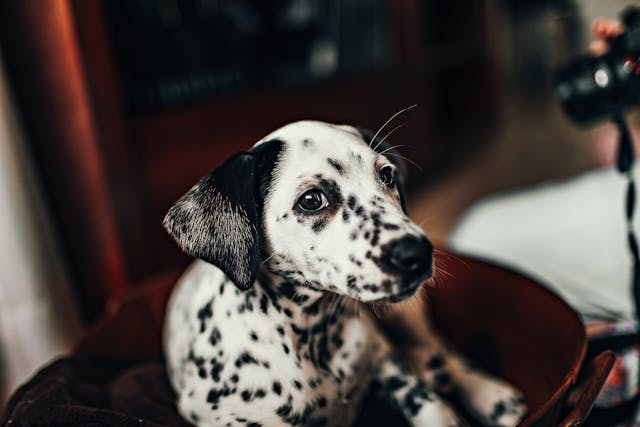 Dalmatian Puppy Dream Meaning