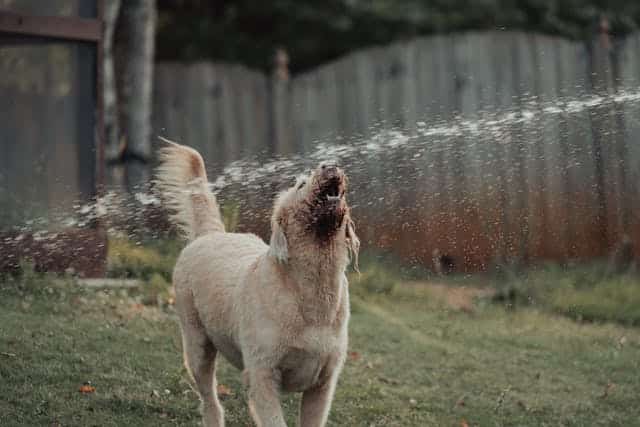 Dog Barking Dream Meaning