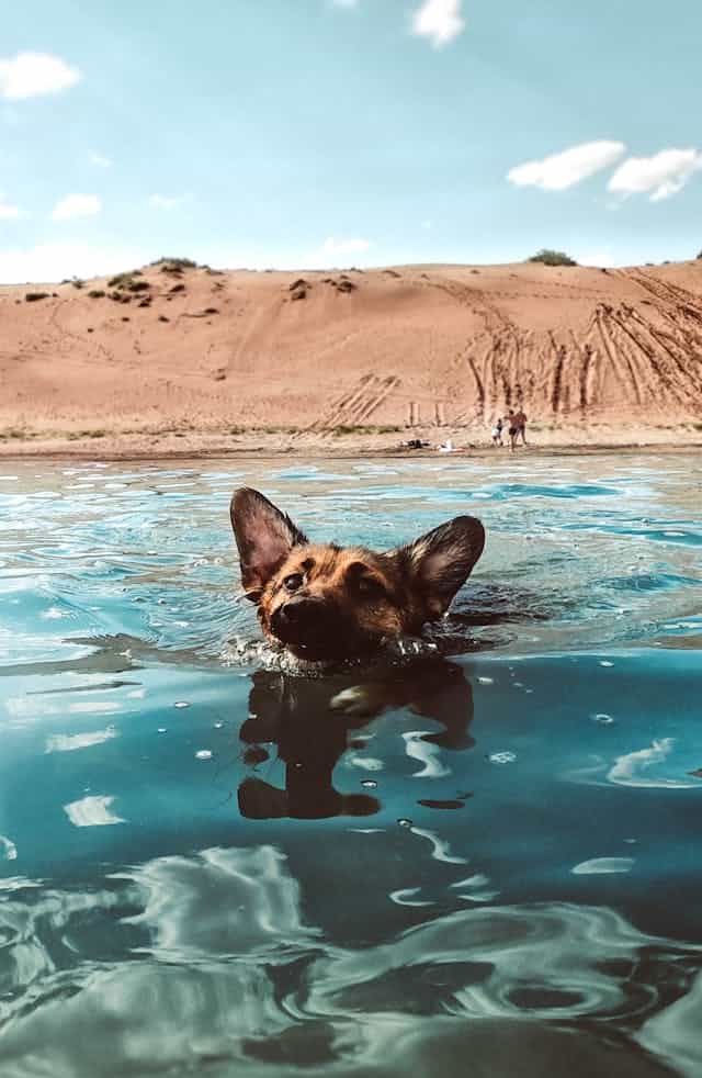 Dog Swimming Dream Meaning