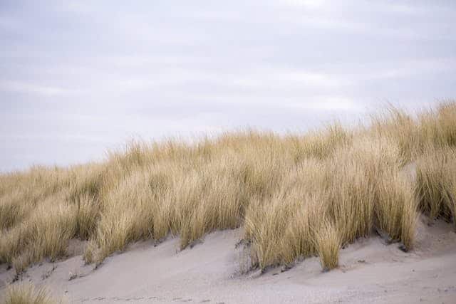 Dry Grass Dream Meaning