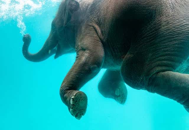 Elephant Swimming Dream Meaning