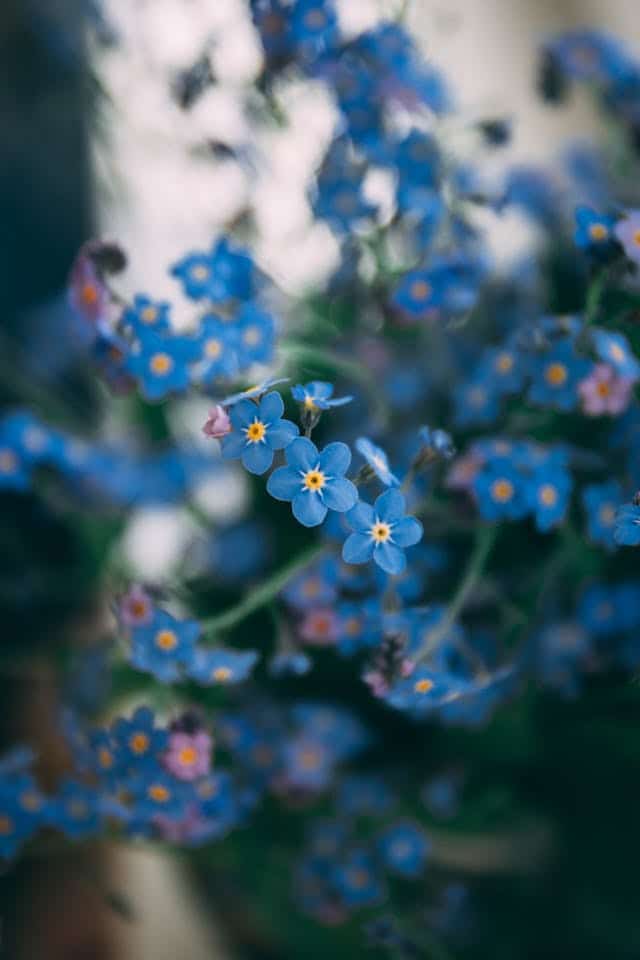 Forget-me-not Flower Dream Meaning