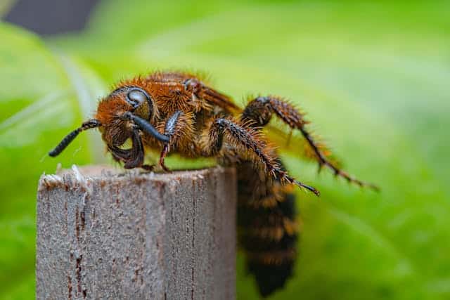 Giant Bee Dream Meaning