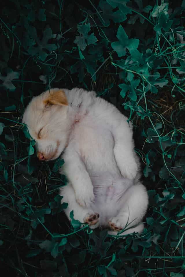 Golden Retriever Puppy Dream Meaning