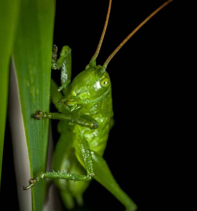 Green Grasshoper Dream Meaning