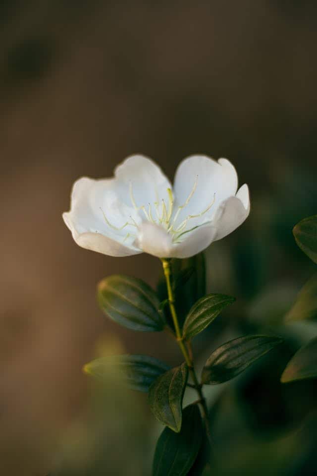 Jasmine Flower Dream Meaning