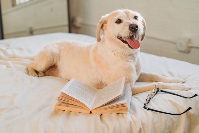 Labrador Puppy Dream Meaning