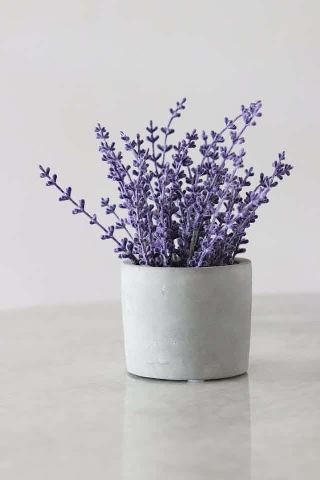 Lavender Flower Dream Meaning