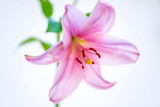 Lily Flower Dream Meaning