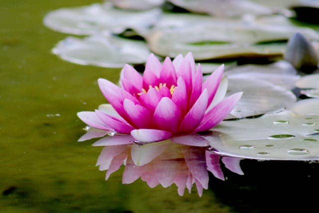 Lotus Flower Dream Meaning