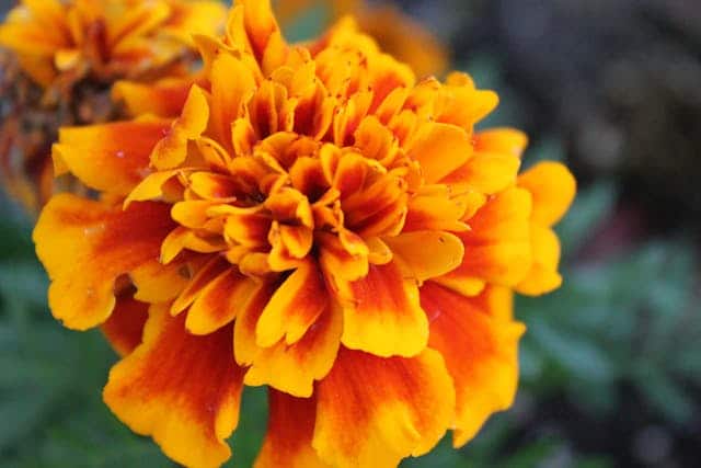 Marigold Flower Dream Meaning