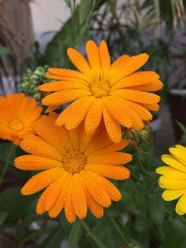 Orange Flower Dream Meaning