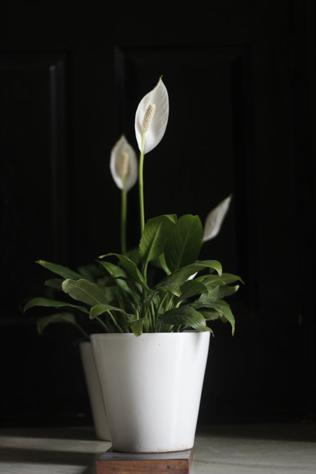 Peace Lily Dream Meaning