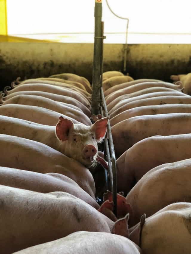 Pig Farm Dream Meaning