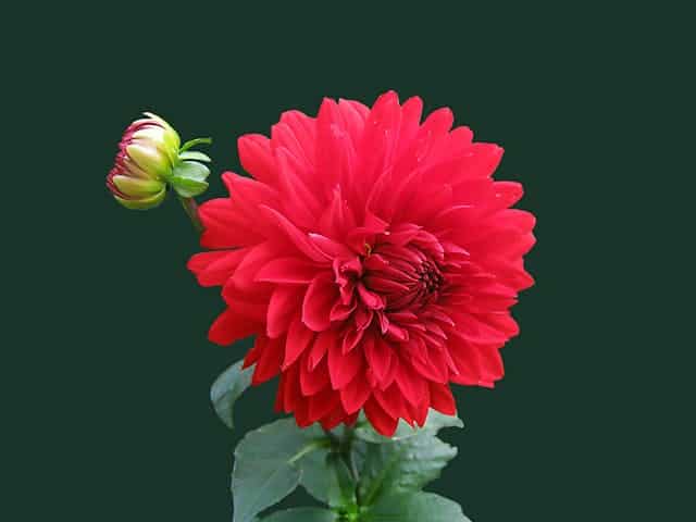 Red Flower Dream Meaning