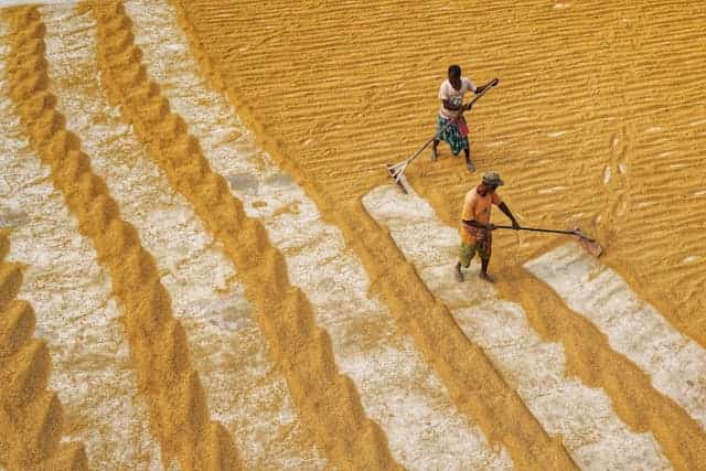 Rice Farm Dream Meaning