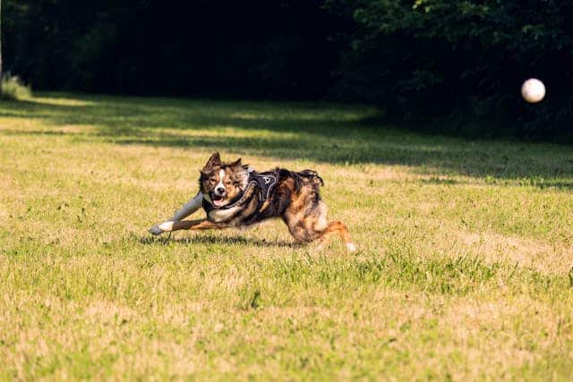 Running Away From a Dog Dream Meaning