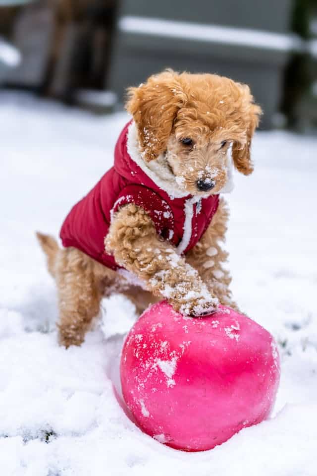 Saving a Puppy Dream Meaning