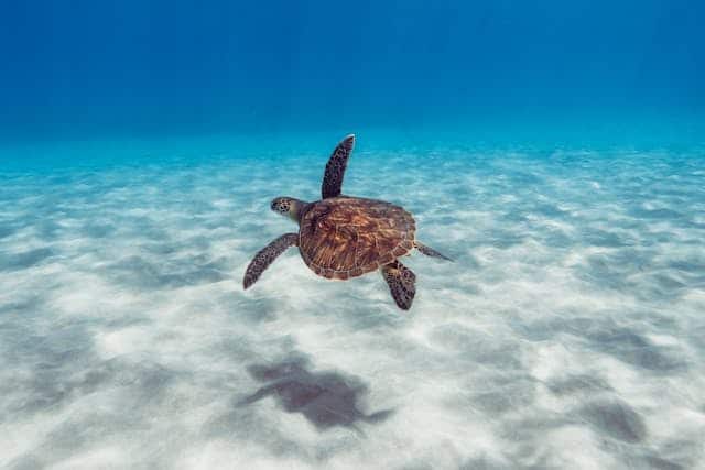 Sea Turtle Swimming Dream Meaning