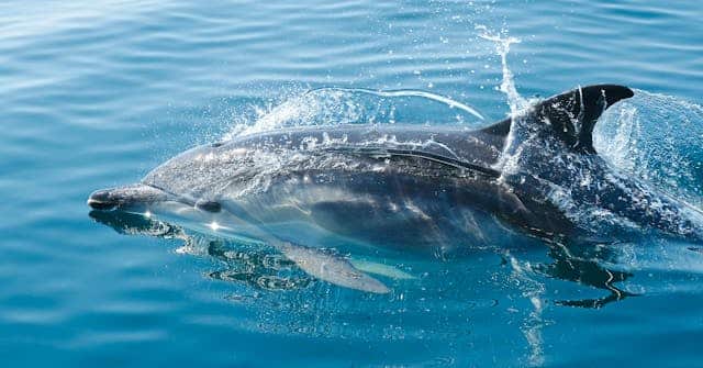 Swimming With Dolphin Dream Meaning