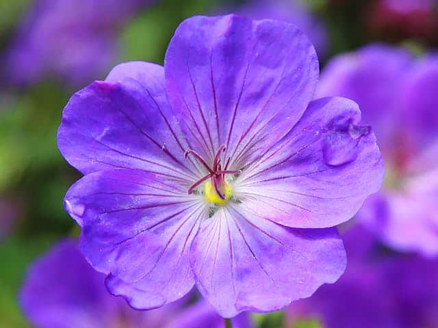 Violet Flower Dream Meaning