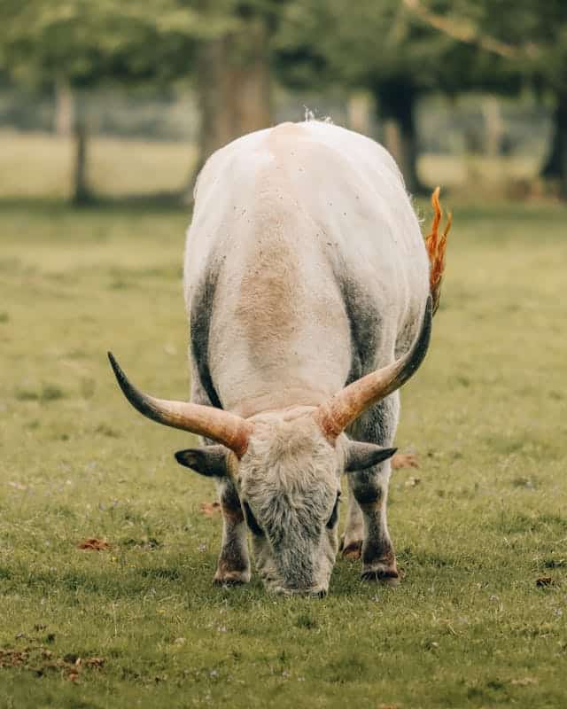 White Bull Dream Meaning