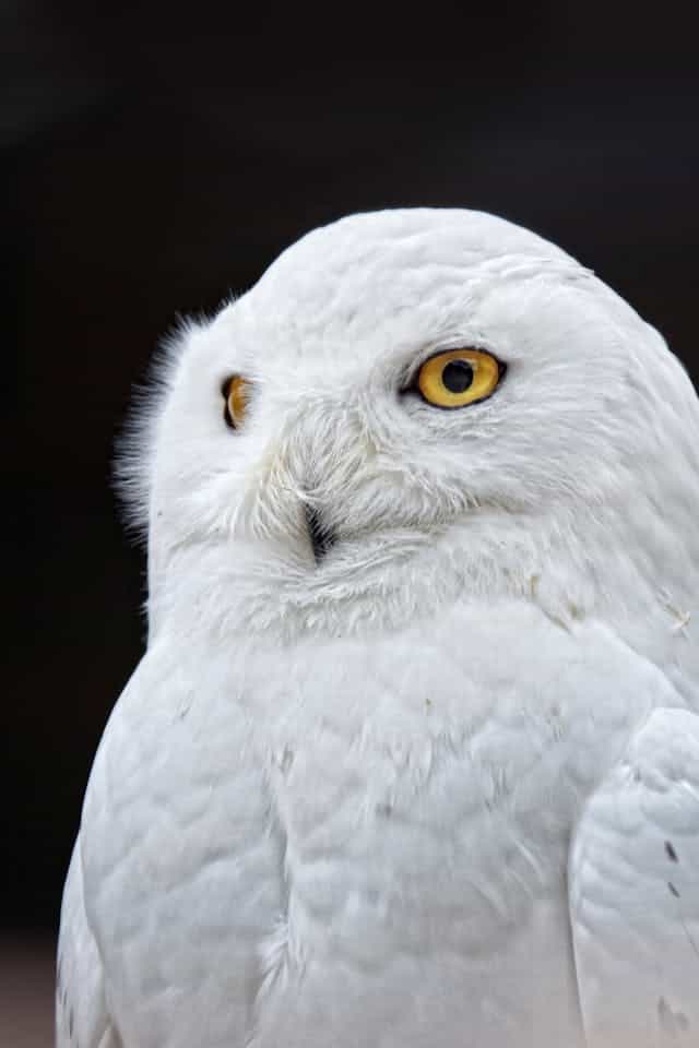 White Owl Dream Meaning