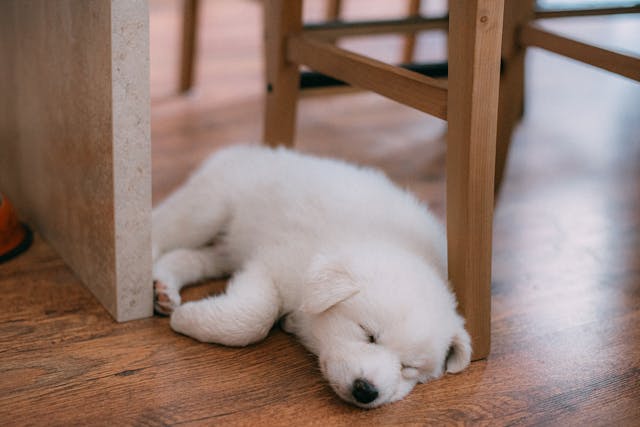 White Puppy Dream Meaning